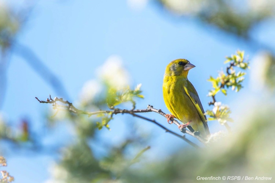 Greenfinch perched on  a branch